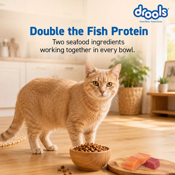 Drools Tuna & Salmon Adult Dry Cat Food | 3 KG