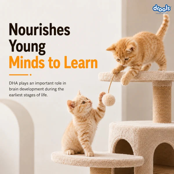 Drools Real Chicken Kitten Dry Food | 1.2 KG