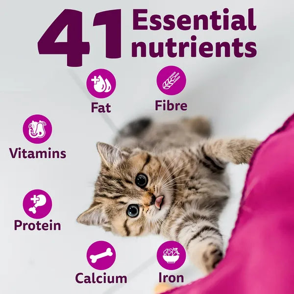 Whiskas Ocean Fish Kitten Cat Dry Food | 1.1 KG | 3 KG