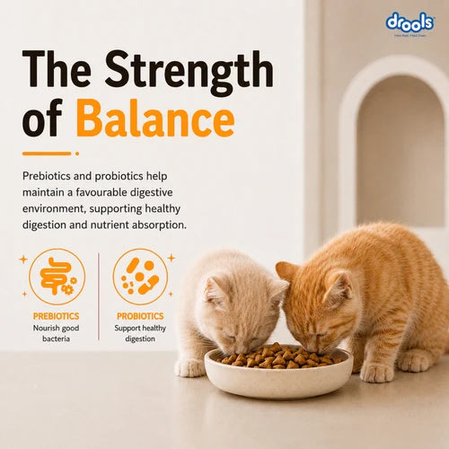 Drools Real Chicken Kitten Dry Food | 1.2 KG