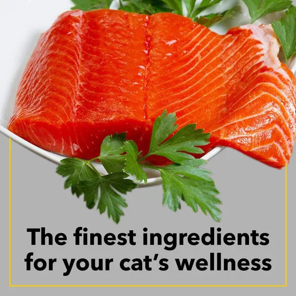 Purepet Seafood Adult Cat Dry Food | 6 KG