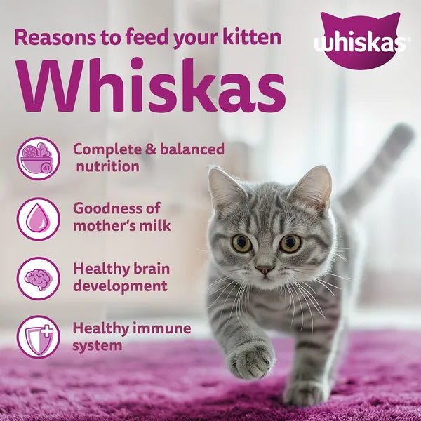 Whiskas Ocean Fish Kitten Cat Dry Food | 1.1 KG | 3 KG