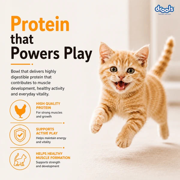 Drools Real Chicken Kitten Dry Food | 1.2 KG